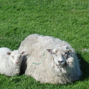 Les Shetland - une mère avec son agneau
