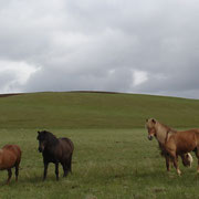 Kirkjubaejarlaustur - Des chevaux quasi sauvages