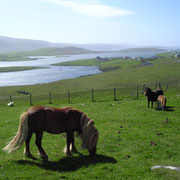 Les Shetland - Le véritable poney