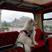 ...bei der Stadtrundfahrt in Dresden - Juli 2013