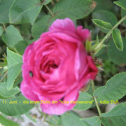 Im Winter gepflanzte, alte Rosensorte, schon in der Antike bekannt: Rosa Damaszena