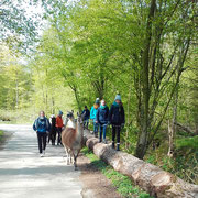 Erlebnisreiche Wanderung  mit unseren Alpakas und Lamas - ab in die Natur und die Sonne, die Natur und die Alpakas und Lamas genießen - Entschleunigung pur!!