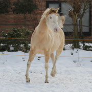 Winter 2011 in den Niederlanden, ein Jahr alt