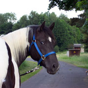 "Poco" 3 jährig im Sommer 2009