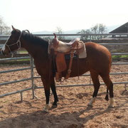 Loony on her way to be a "Ranch Horse", April 2014