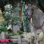 Foto Sidon