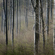 Buchenwald am Galgenfirst