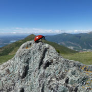 ... anche lui è arrivato in cima ........