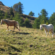 Alpe Matro 1521 m