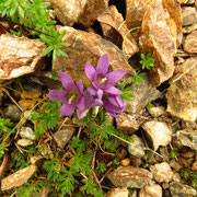 Genziana ramosa