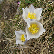 Pulsatilla primaverile