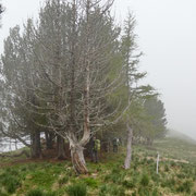 Orgià