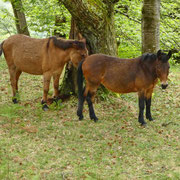 Monti di Gerra