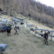 Rifugio Alp de Fora 1844 m