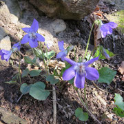 Viola silvestre