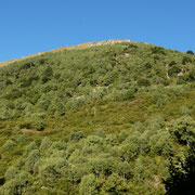 Camusio