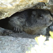 Marmotta (foto Luciano)