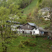 Porera