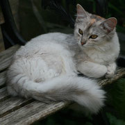 Koh-I-Noor Van Gebrook, Black Silver Tortie appartenant à la chatterie Van Gebrook http://www.catterygebrook.nl/