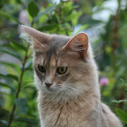 Triffid Van Gebrook, Somali Bleu Tortie appartenant à la chatterie Van Gebrook http://www.catterygebrook.nl/