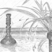 Stillleben Grünlilie (Bleistiftzeichnung)