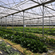 Jardins du Ricotier, maraîcher bio 