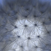 Pusteblume - Yvonne Schiffelers