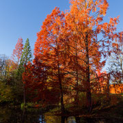 Herbst in rot - Manfred Heiderich