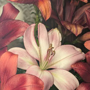 Lilien - Claudia Rosenkranz