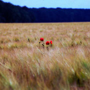 Mohn im Gerstenfeld - Jannik Mans