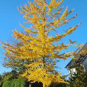 Ginkgo-Gold - Irene Hissel