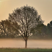 Morgennebel an der Ruhr - Werner Luhr