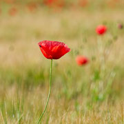 Ein Mohn im Kornfeld - Manfred Heiderich