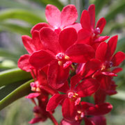 Orchidfarm