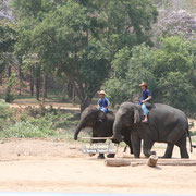 Elephant-Camp