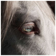 "OK WAIT - Signal": engineering, co-production, synthesizer on "Horses", cover photo