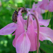 Biene auf Akalei