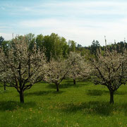 blühende Apfelbäume