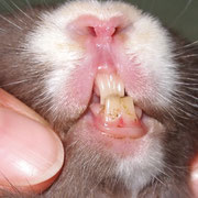 Zahnfehler bei einem 7 Wochen alten Jungtier!