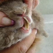 Zahnfehler bei einem 10 Monate alten Tier