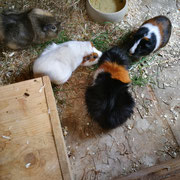 Bibi, Mia, Senior Strubbel und Flummi (von links nach rechts) bewohnen einen großen Stall, welcher am Kaninchenstall angrenzt. 