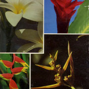 Dominica (Rare DX 204th)