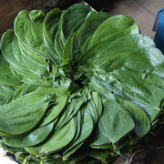Galle - die Blätter werden als "Teller" gebraucht für bestimmte Gerichte