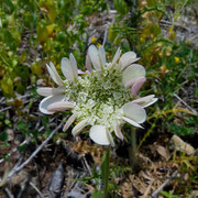 Strahlen-Breitsame (Orlaya grandiflora)