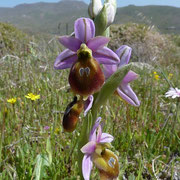 Lesbos Ragwurz (Ophrys lesbis) auf Lesbos endemisch