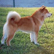 MASSI VATER VON HACHIKO