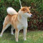 GOLDIE HACHIKOS MUTTER