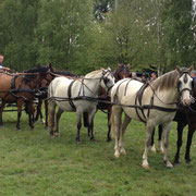 présentation d'attelage à 6 chevaux