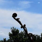 Der Farnwedel ist ein Symbol für neues Leben und Reinheit. Er steht auch für Ruhe und Spiritualität, Wachstum und Neuanfänge.