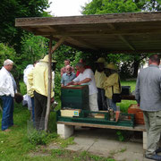 Am Lehrbienenstand